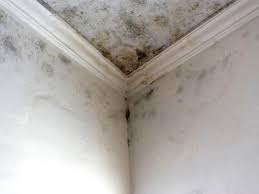 Best Basement Mold Removal  in Ford City, CA